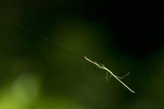 Ariamnes cylindrogaster