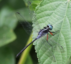 Oxythemis phoenicosceles