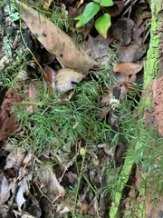 Asparagus ramosissimus