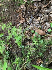 Asparagus ramosissimus