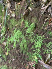 Asparagus ramosissimus