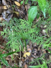 Asparagus ramosissimus