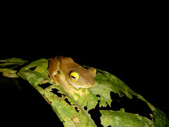 Rhacophorus margaritifer