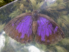 Poritia sumatrae