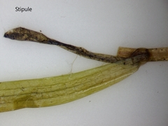 Potamogeton epihydrus