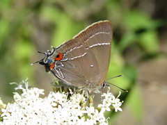 Parrhasius moctezuma