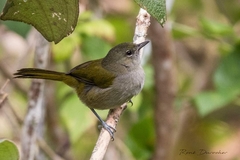 Microligea palustris