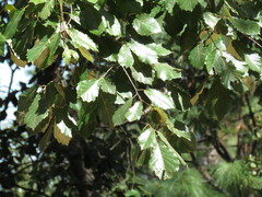 Quercus calophylla