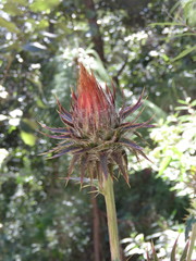 Cirsium anartiolepis