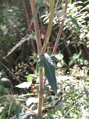 Cirsium anartiolepis