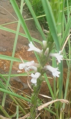 Striga bilabiata bilabiata