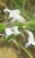 Striga bilabiata bilabiata