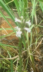 Striga bilabiata bilabiata