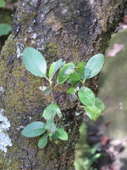 Carpinus tropicalis