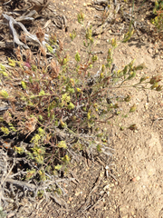 Cordylanthus ramosus