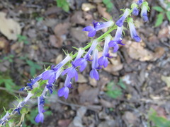 Lobelia gruina
