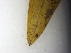 Potamogeton epihydrus