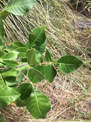 Ptelea trifoliata mollis
