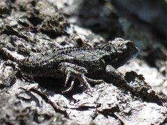 Sceloporus shannonorum
