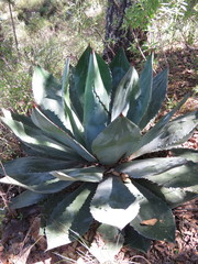 Agave maximiliana