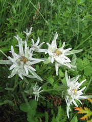 Leontopodium campestre