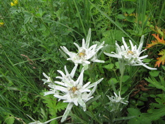 Leontopodium campestre