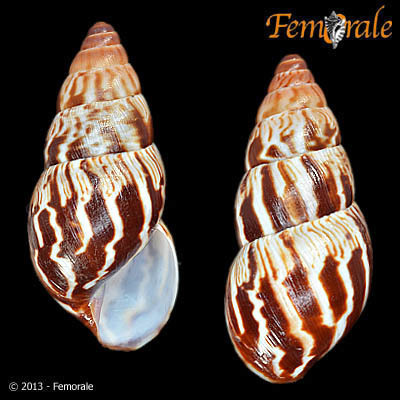 Limicolaria martensiana
