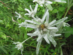 Leontopodium campestre