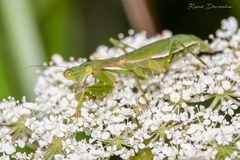Callimantis antillarum