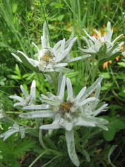 Leontopodium campestre