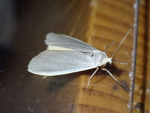 Common Footman photo 3