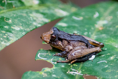 Ischnocnema henselii