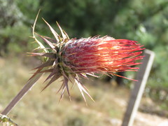 Cirsium anartiolepis