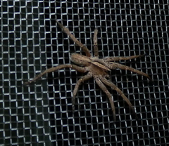 Centroctenus brevipes