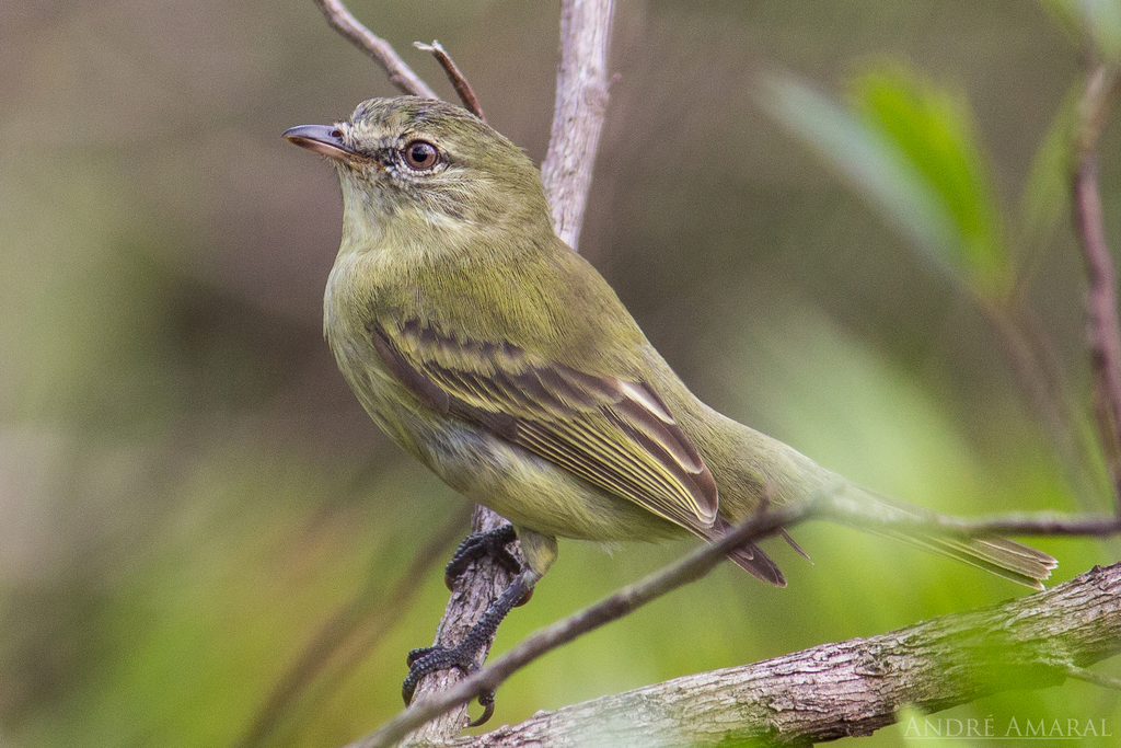 Rough-legged Tyrannulet photo
