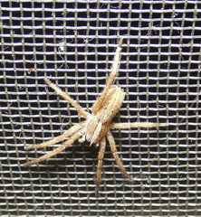 Centroctenus brevipes