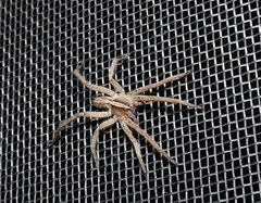 Centroctenus brevipes