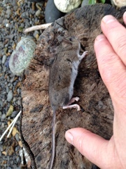 Peromyscus keeni