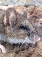 Peromyscus keeni