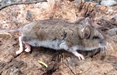 Peromyscus keeni