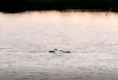 Aechmophorus occidentalis