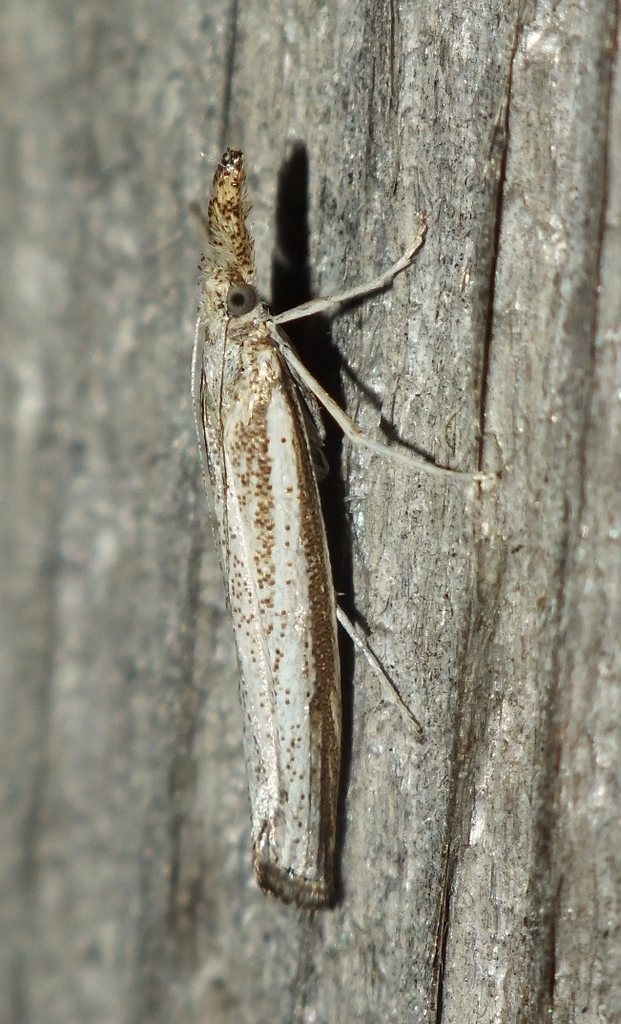 Grey Grass-veneer