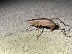 Belocephalus