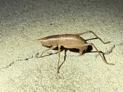 Belocephalus