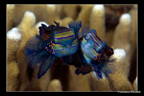 Mandarinfish