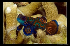 Synchiropus splendidus