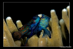 Synchiropus splendidus