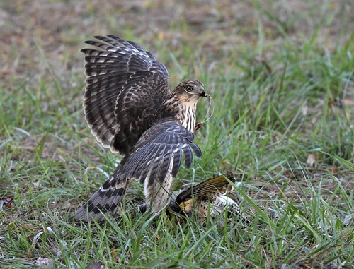Cooper's Hawk photographed in New York