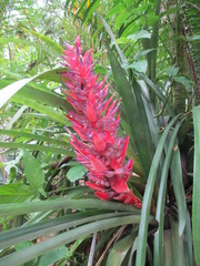 Aechmea vallerandii