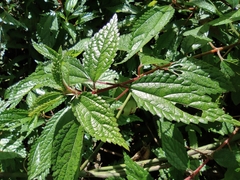 Oreocnide frutescens